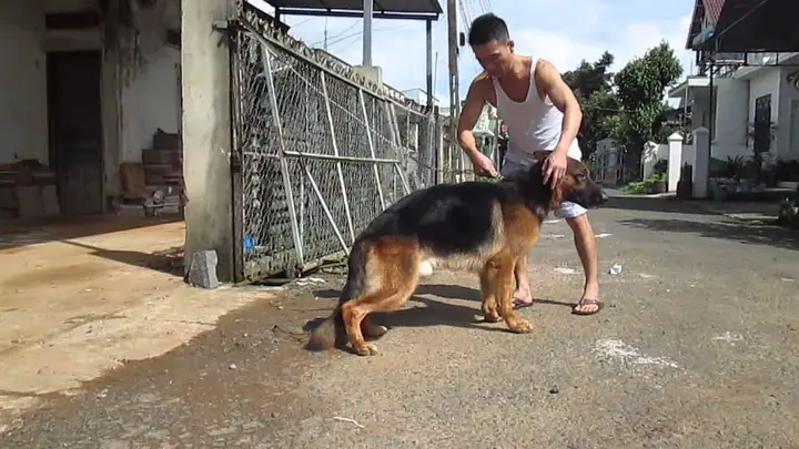 Huấn luyện chó Becgie Đức