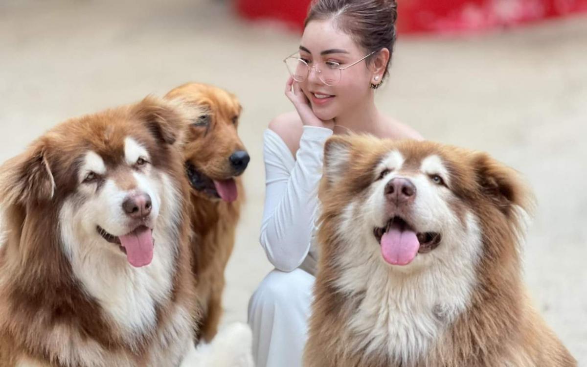 Chó Alaska Đà Lạt