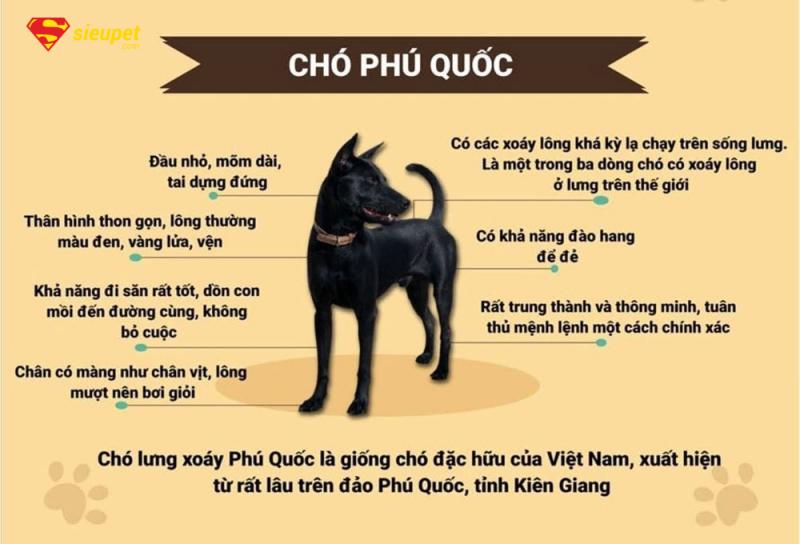 bài văn tả chó phú quốc trong đời sống