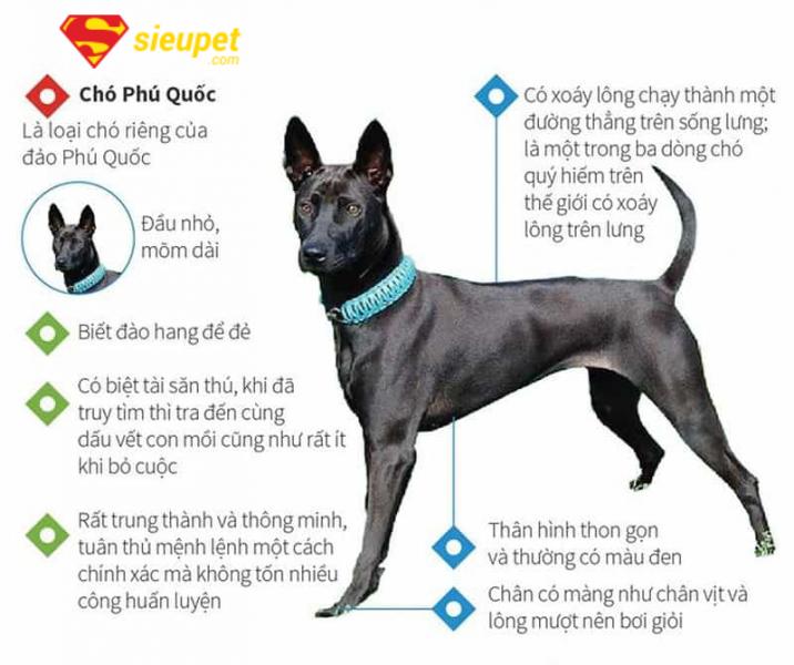 hướng dẫn viết bài văn tả chó phú quốc