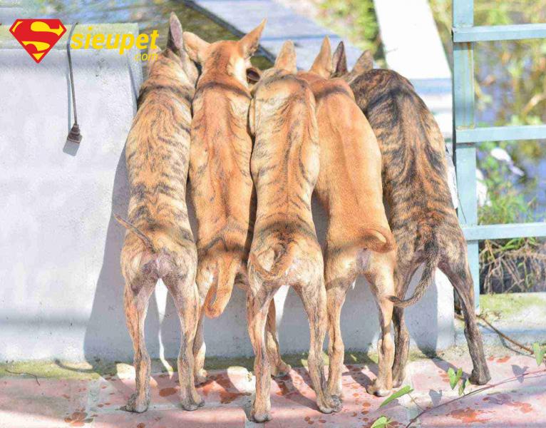 Rủi ro khi cho chó Phú Quốc bắt chuột