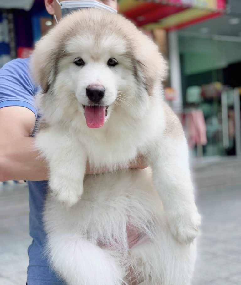 Ưu và nhược điểm khi mua chó alaska