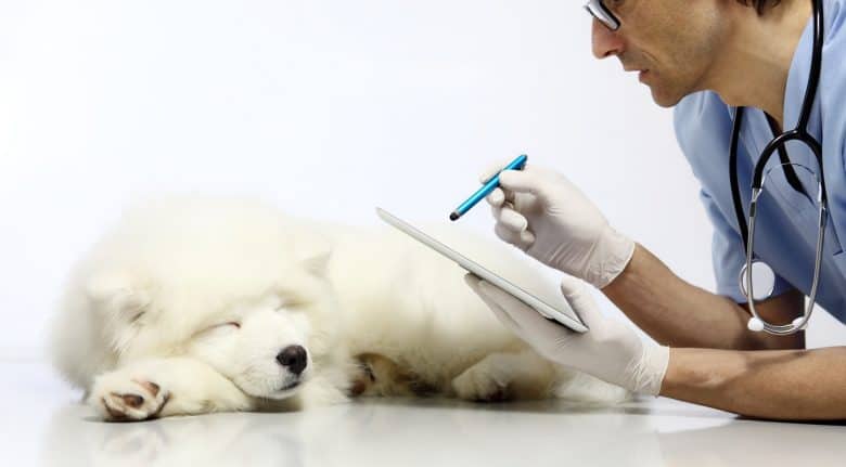 Đưa cún cưng đi tiêm phòng vaccine định kì