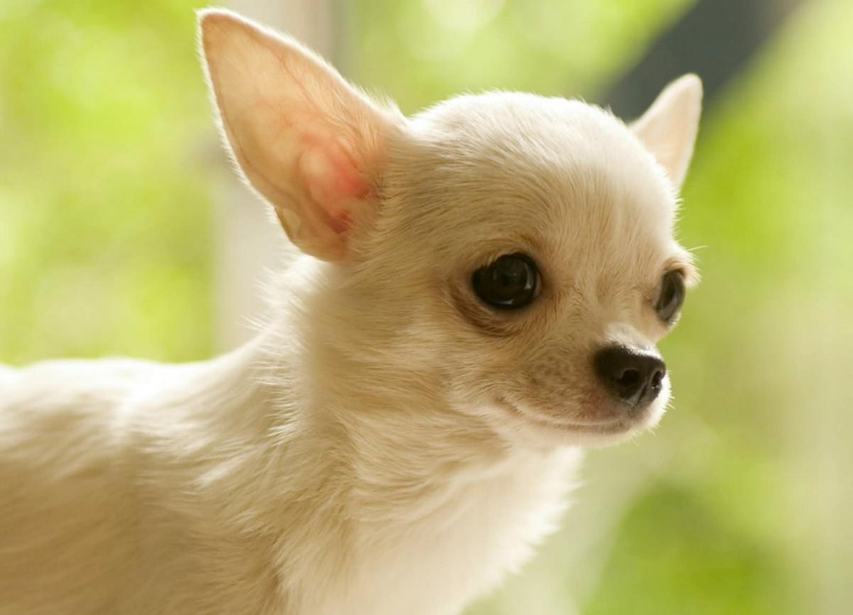 ảnh của một con chó giống Chihuahua