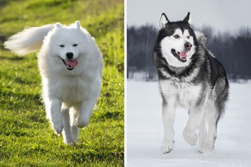 xu-huong-samoed-lai-alaska